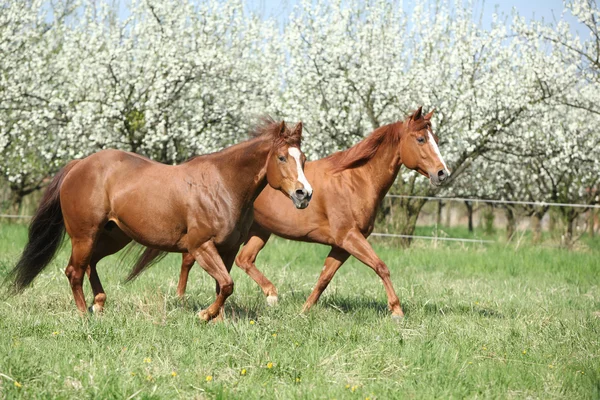 Дві чверті коней біжать перед квітучими деревами — стокове фото