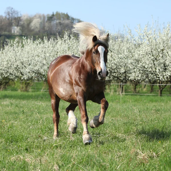花盛りの木の前に実行している豪華なドラフト馬 — ストック写真