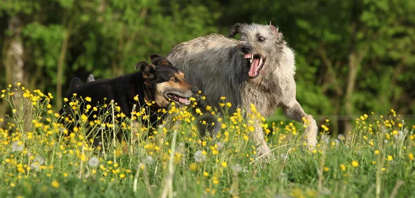 Két kutya küzdenek egymással, sárga virágok — Stock Fotó