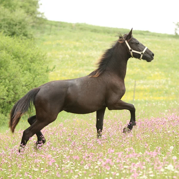 Friesian horse running on pasturage with pink flowers — Stock Photo, Image