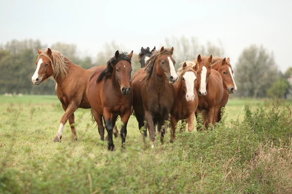 Batch of young ponnies on autumn pasturage — Stock Photo, Image