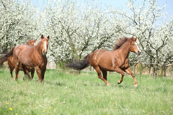 Due quarti di cavalli corrono davanti agli alberi in fiore — Foto Stock