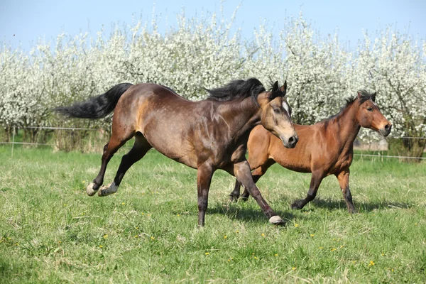 Quarto cavallo e hutsul che corrono davanti agli alberi in fiore — Foto Stock