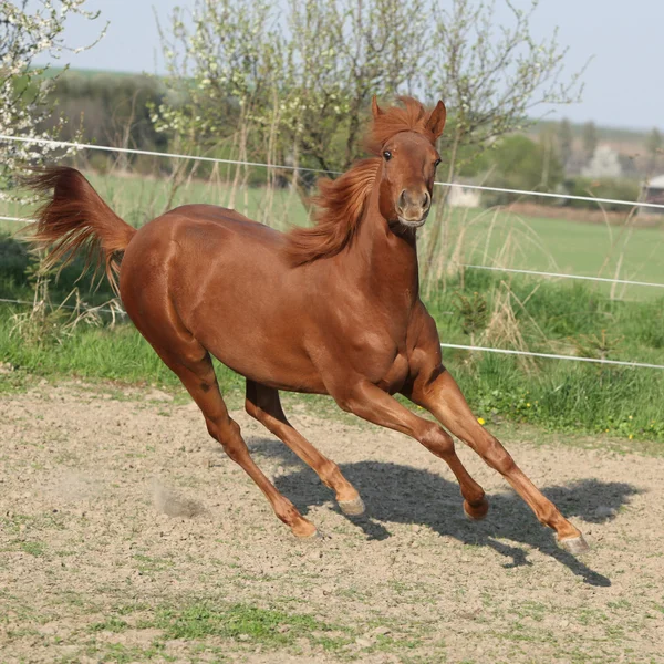 Tânăr cal castan alergând în primăvară — Fotografie, imagine de stoc