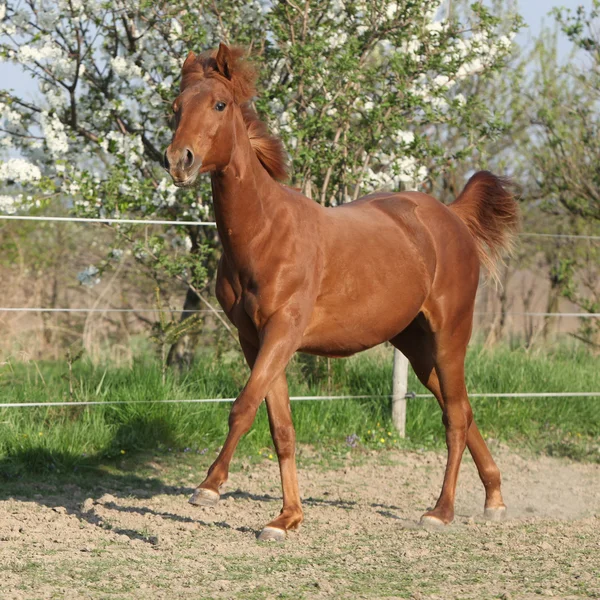 Jovem cavalo castanho correndo na primavera — Fotografia de Stock
