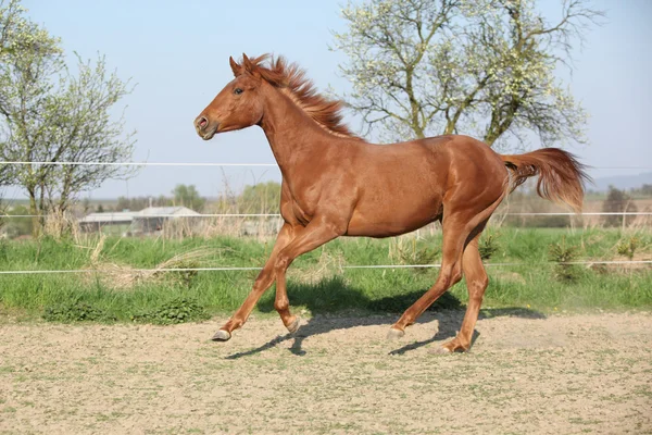 Young chestnut horse running in spring — Stock Photo, Image