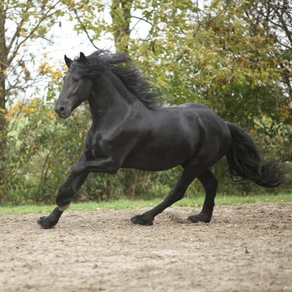 Black friesian stallion running on sand in autumn — Stock Photo, Image