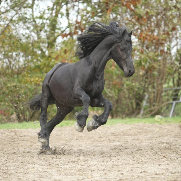 Black friesian stallion running on sand in autumn — Stock Photo, Image