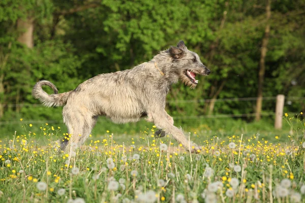爱尔兰狼狗在鲜花中运行 — 图库照片