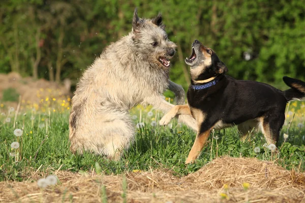 Dos perros peleando entre sí — Foto de Stock