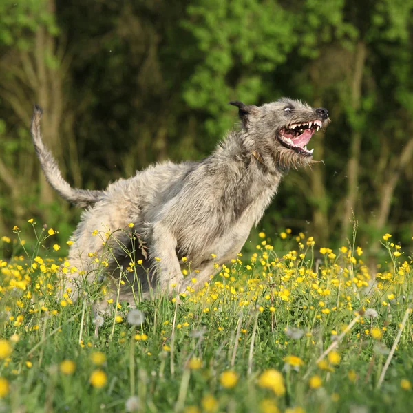 Irischer Wolfshund lächelt und läuft in gelben Blumen — Stockfoto