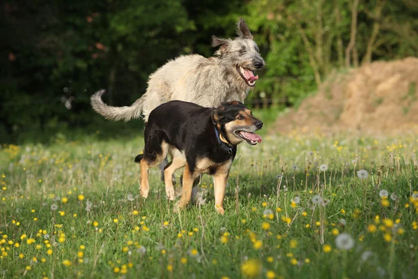 Zwei Hunde, die miteinander spielen und rennen — Stockfoto