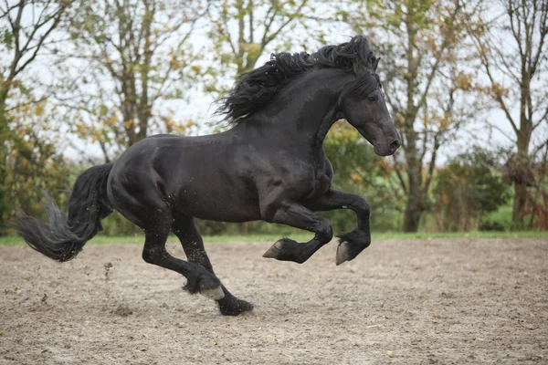 Perfect friesian stallion running on sand in autumn — Stock Photo, Image