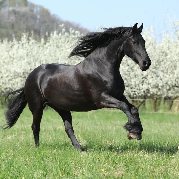 Gorgeous friesian mare running in front of flowering trees — Stock Photo, Image