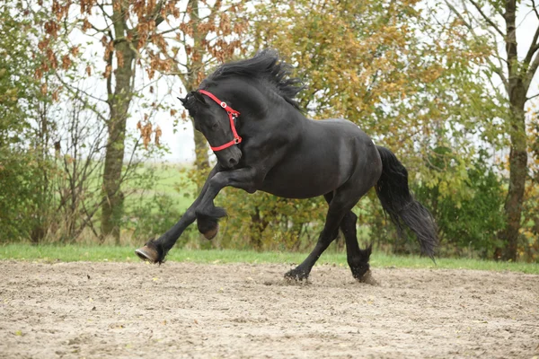 Black friesian stallion running — Stock Photo, Image