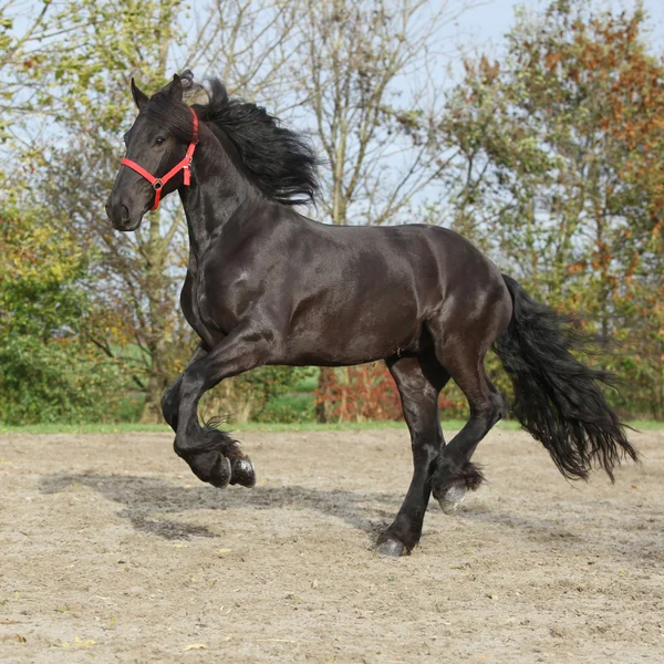 Black friesian stallion running on sand in autumn — Stock Image Black friesian stallion with red halter — Stock Photo, Image
