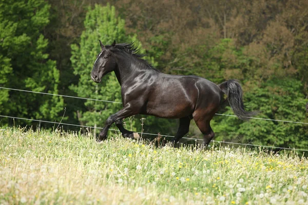 Cavallo nero kladruber che corre nei denti di leone dei fiori passati — Foto Stock