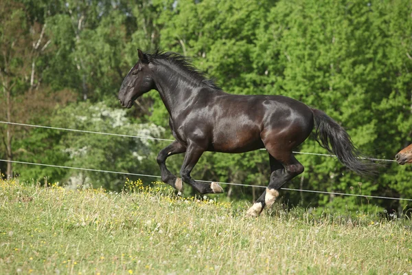 Svart Kladrubhästen häst körs i senaste blossom maskrosor — Stockfoto