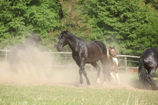 Czarny koń kladrubski konia w pył — Zdjęcie stockowe