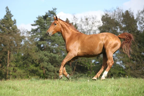 Correndo cavalo com bela cor castanha em pastagem — Fotografia de Stock