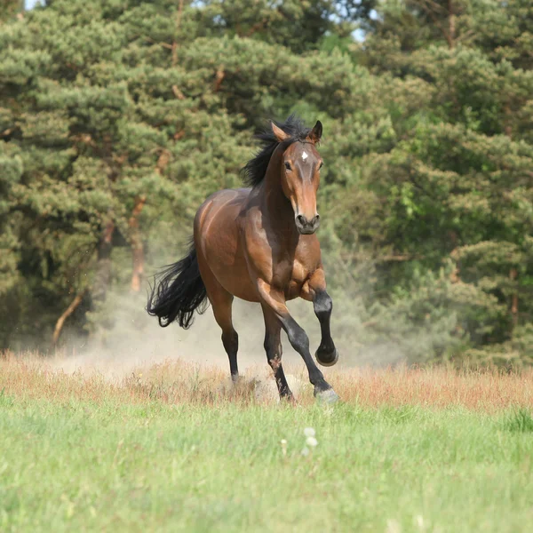 Caballo marrón corriendo y haciendo un poco de polvo frente al bosque — Foto de Stock