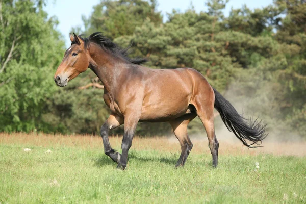 Cavalo marrom correndo e fazendo um pouco de poeira na frente da floresta — Fotografia de Stock