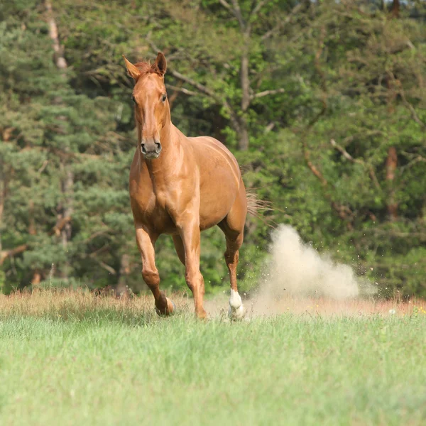 Bom cavalo castanho correndo em liberdade e fazendo o pó — Fotografia de Stock