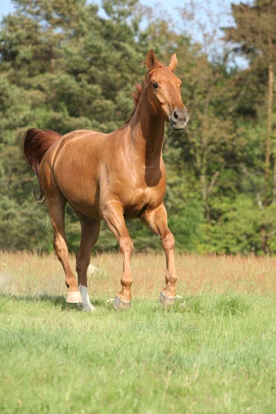 Pěkný kaštanový kůň běží v svoboda — Stock fotografie
