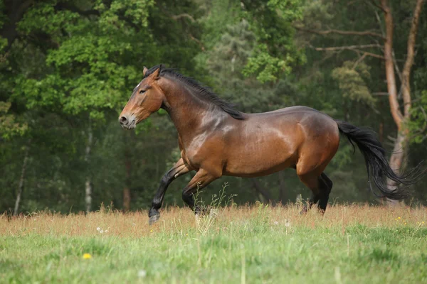 Caballo marrón corriendo frente al bosque — Foto de Stock