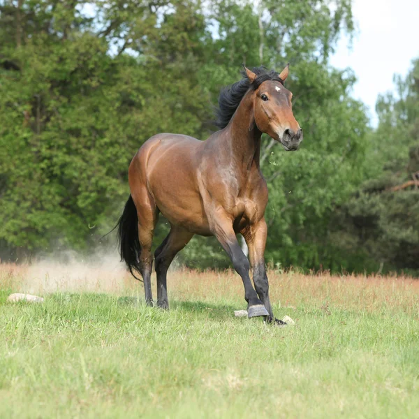 Caballo marrón corriendo y haciendo un poco de polvo frente al bosque — Foto de Stock