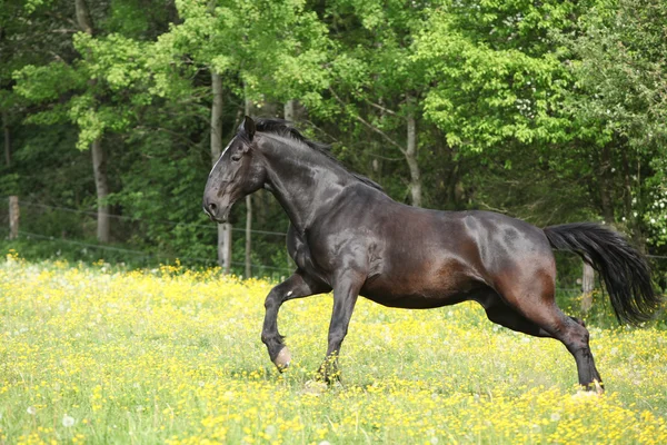 Kladruber che corre in fiori gialli su pascolo — Foto Stock