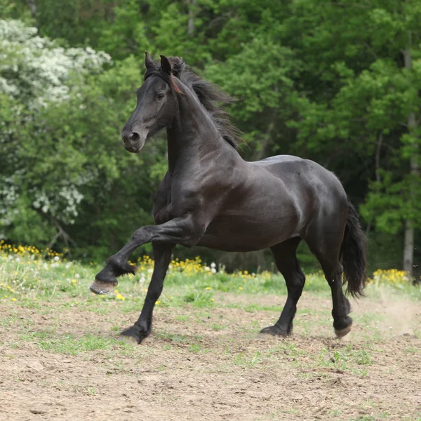 Cavalo frísio correndo em flores amarelas em pasto — Fotografia de Stock