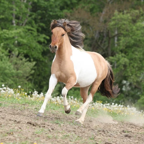 Pony läuft im heißen Sommer auf Weide — Stockfoto