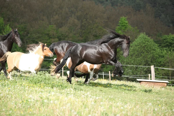 Cavalo friesiano pulando enquanto sua frente — Fotografia de Stock