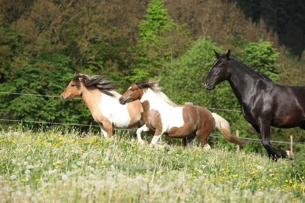 放牧で黒い kladruber の前に実行されている 2 つの ponnies — ストック写真