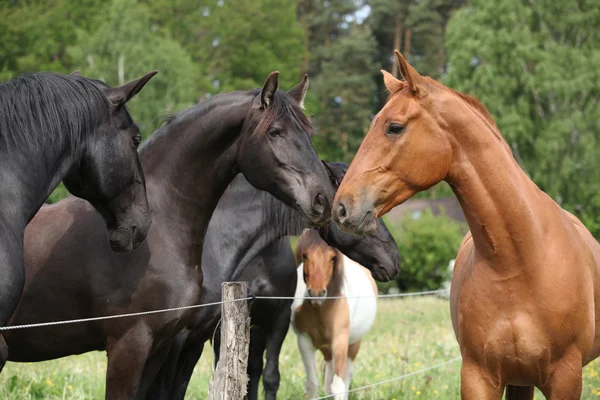 Primer encuentro de un nuevo caballo con los demás —  Fotos de Stock