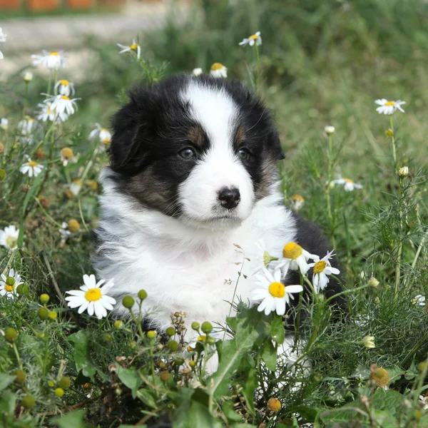 Schöner kleiner Welpe des australischen Schäferhundes in Blumen — Stockfoto