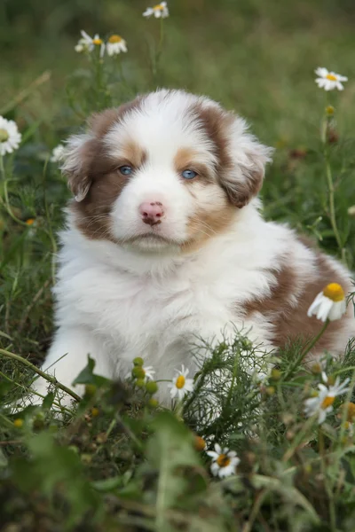 Simpatico cucciolo di pastore australiano in fiori — Foto Stock