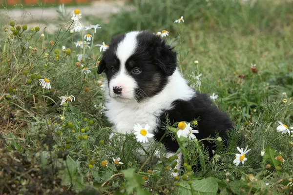 Schöner kleiner Welpe des australischen Schäferhundes in Blumen — Stockfoto