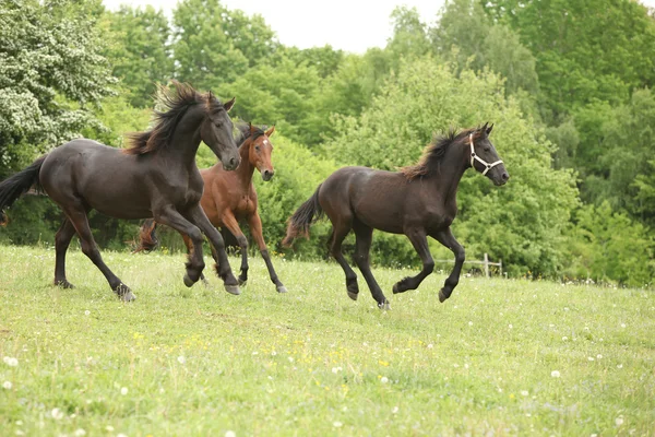 Dos caballos negros y uno marrón corriendo en la naturaleza —  Fotos de Stock