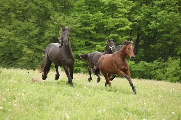 Dvě černá a jedna hnědá koně běží v přírodě — Stock fotografie