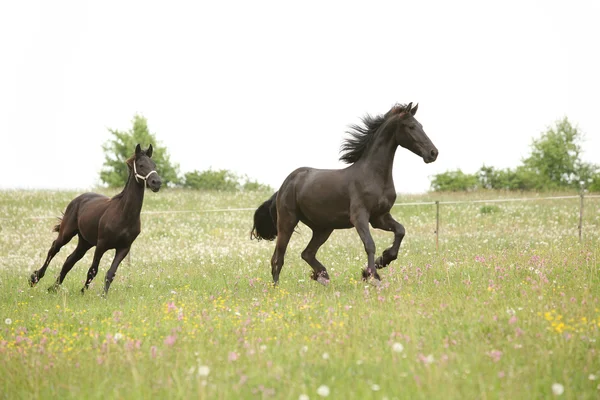 Dos caballos frisones negros corriendo frente al cielo blanco — Foto de Stock