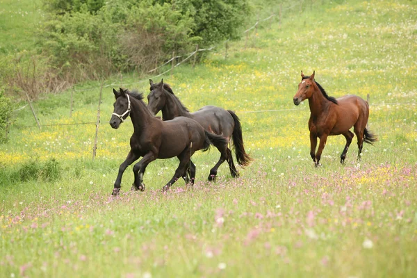 Two black and one brown horses running in pink flowers — Stock Photo, Image
