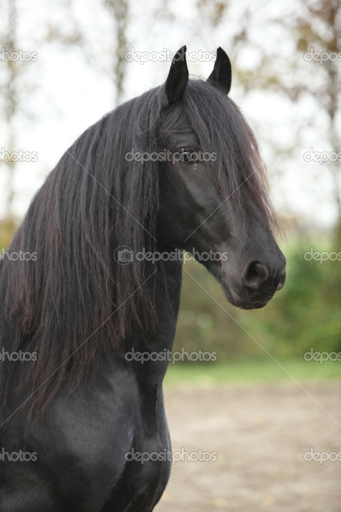 Portrait of nice black friesian stallion