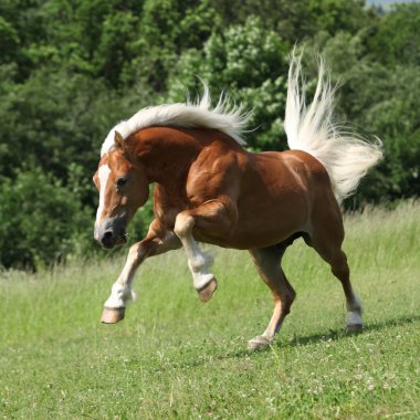 kızgın haflinger aygır doğada atlama
