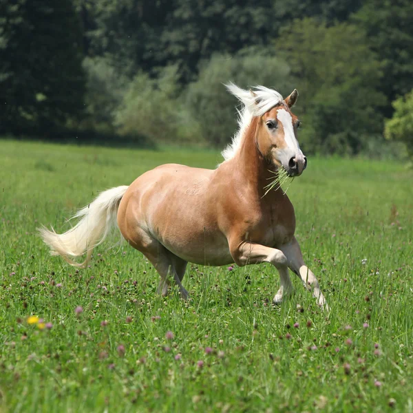 Όμορφο άλογο κάστανο με ξανθιά χαίτη τρέχει στην ελευθερία — Φωτογραφία Αρχείου