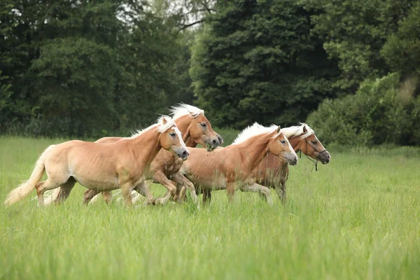 Lote de cavalos de castanha correndo juntos em liberdade — Fotografia de Stock