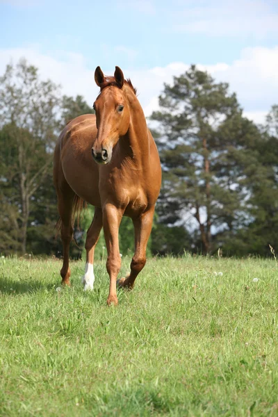 Cavalo castanho no horizonte na frente de algumas árvores — Fotografia de Stock