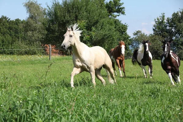 Palomino çeyrek at başkalarının önünde çalışan — Stok fotoğraf
