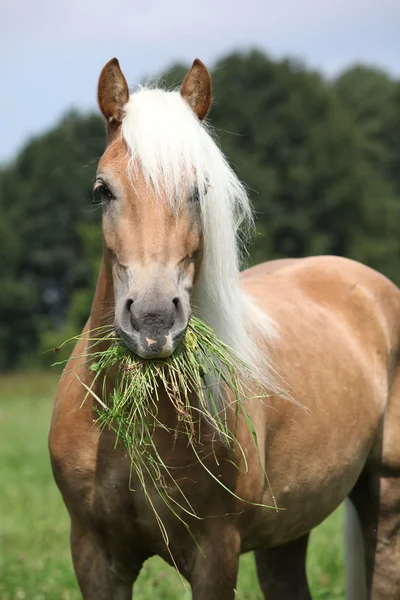 Portrait of nice haflinger eating grass